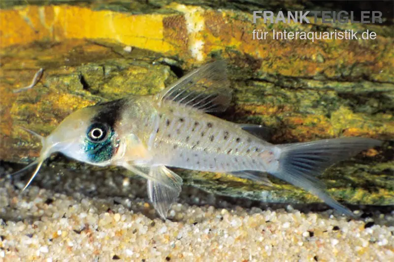 Corydoras sychri, Corydoras sychri, 4-5 cm