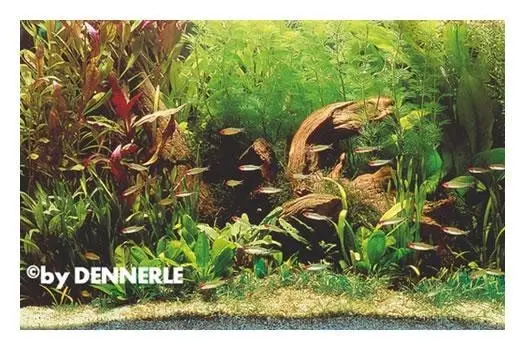 Baie des nez-rouges, 130 x 50 x 60 cm, set de plantes d’aquarium, assortiment de plantes
