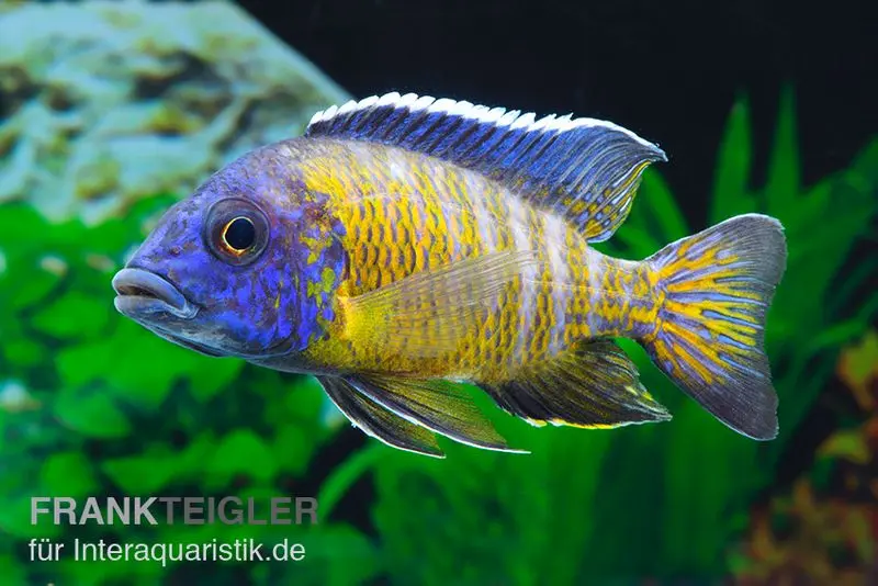 Aulonocara steveni "Hongi", 5-7 cm élevage allemand
