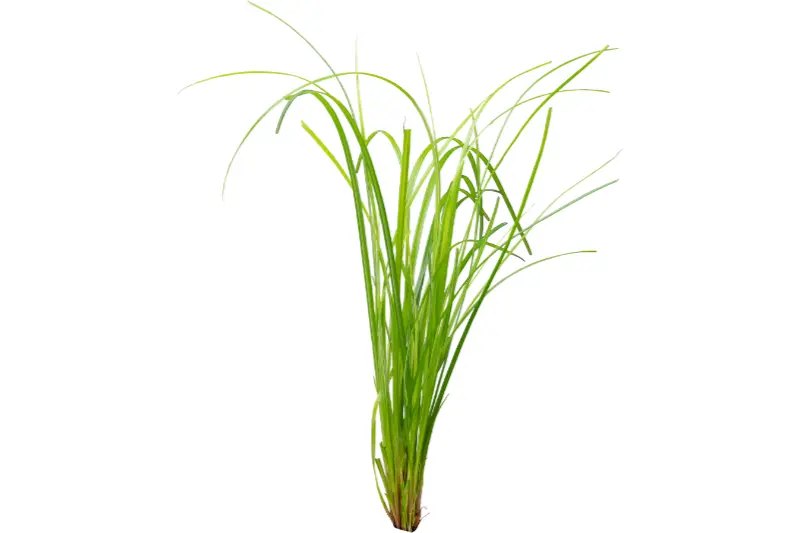 Souchet, Cyperus helferi, en pot
