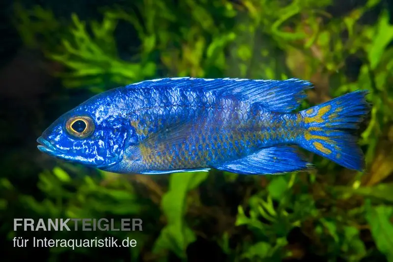 Cichlidé impérial Chilumba, Aulonocara stuartgranti "Chilumba", 7-9 cm élevage allemand