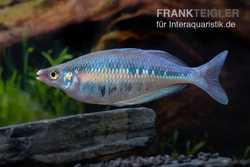 Poisson arc-en-ciel rayé, Chilatherina fasciata