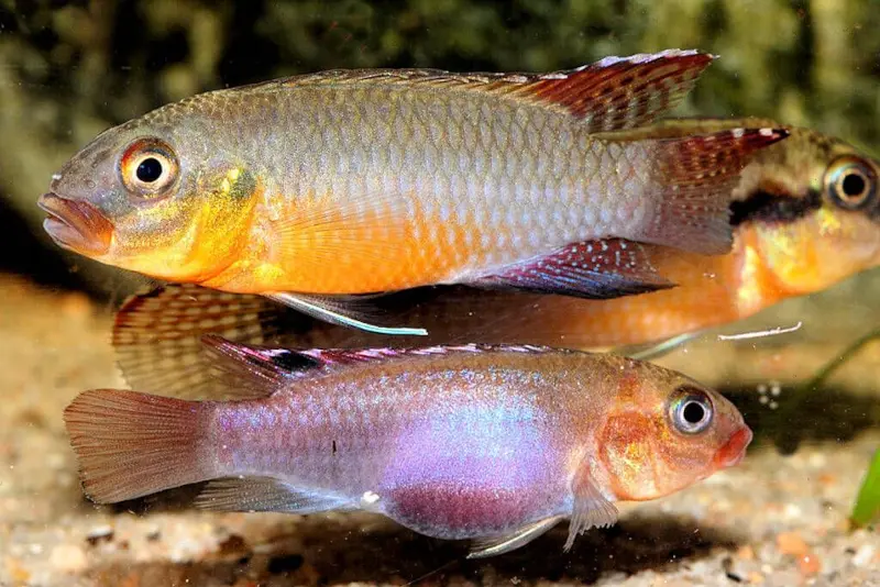 Cichlidé nain de Sabinae, Congochromis sabinae