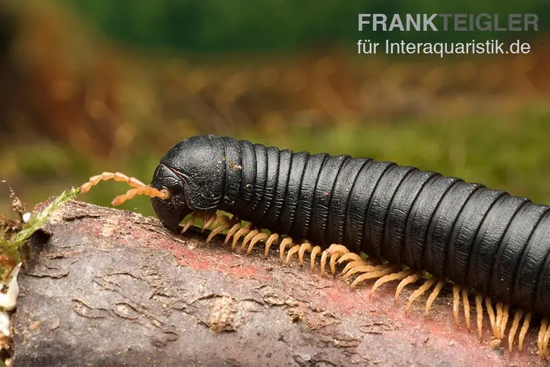 Mille-pattes à pattes jaunes, Microtrullius uncinatus