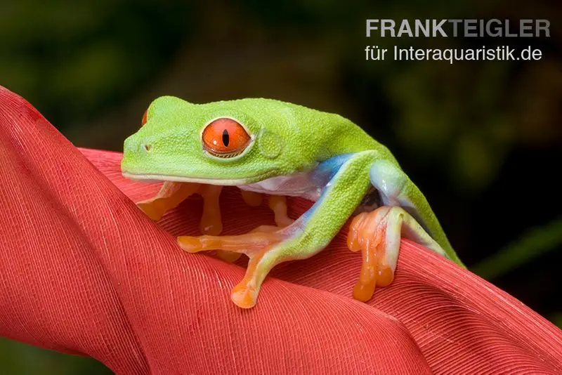 Rainette aux yeux rouges, Agalychnis callidryas DNZ