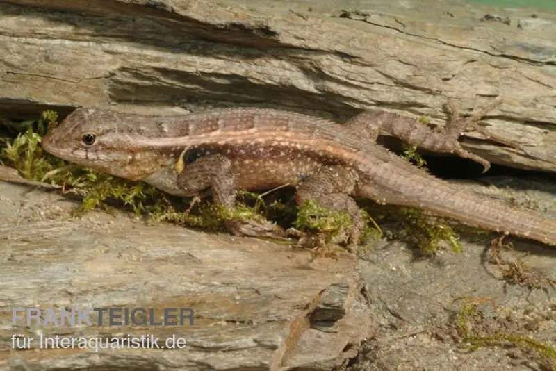 Iguane épineux à ventre rose, Sceloporus variabilis