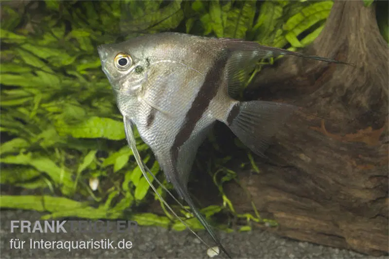 Scalaire bicolore, Pterophyllum scalare Bicolor, 6-8 cm