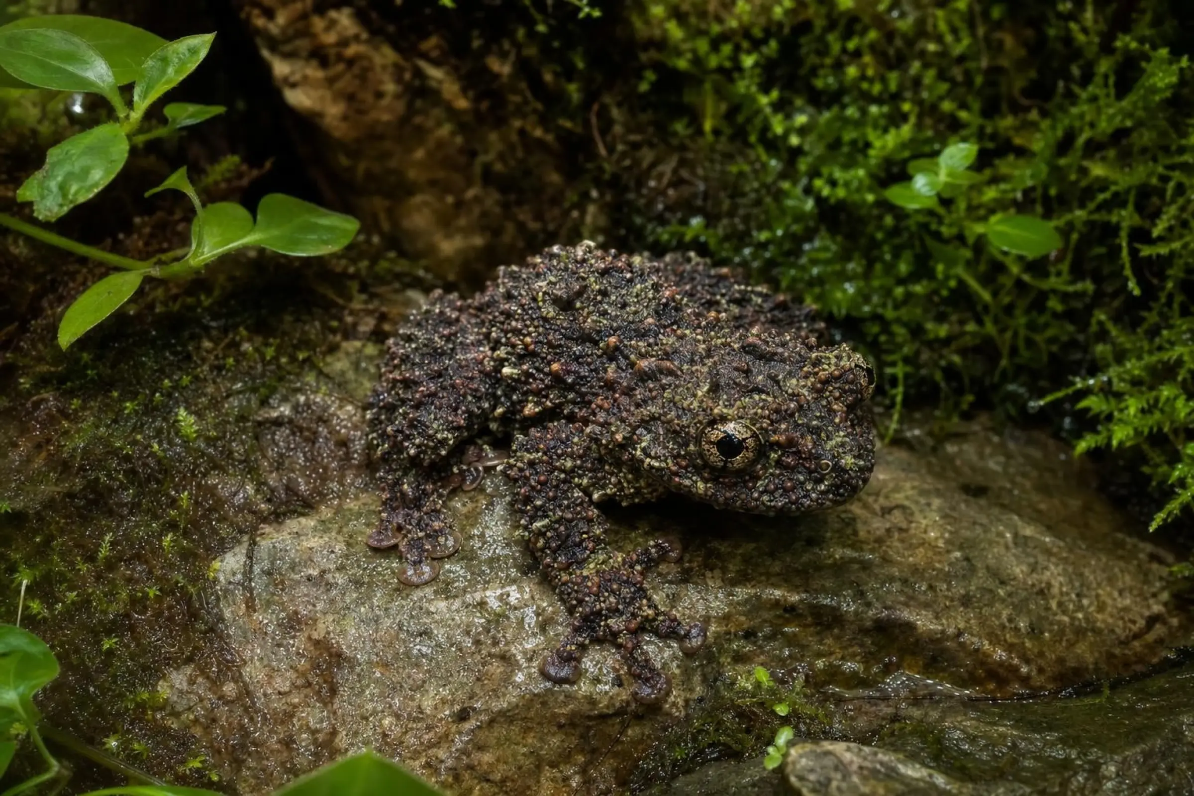 Grenouille mousse de Ryabov, Theloderma ryabovi