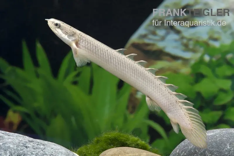 Bichir du Sénégal, Polypterus senegalensis