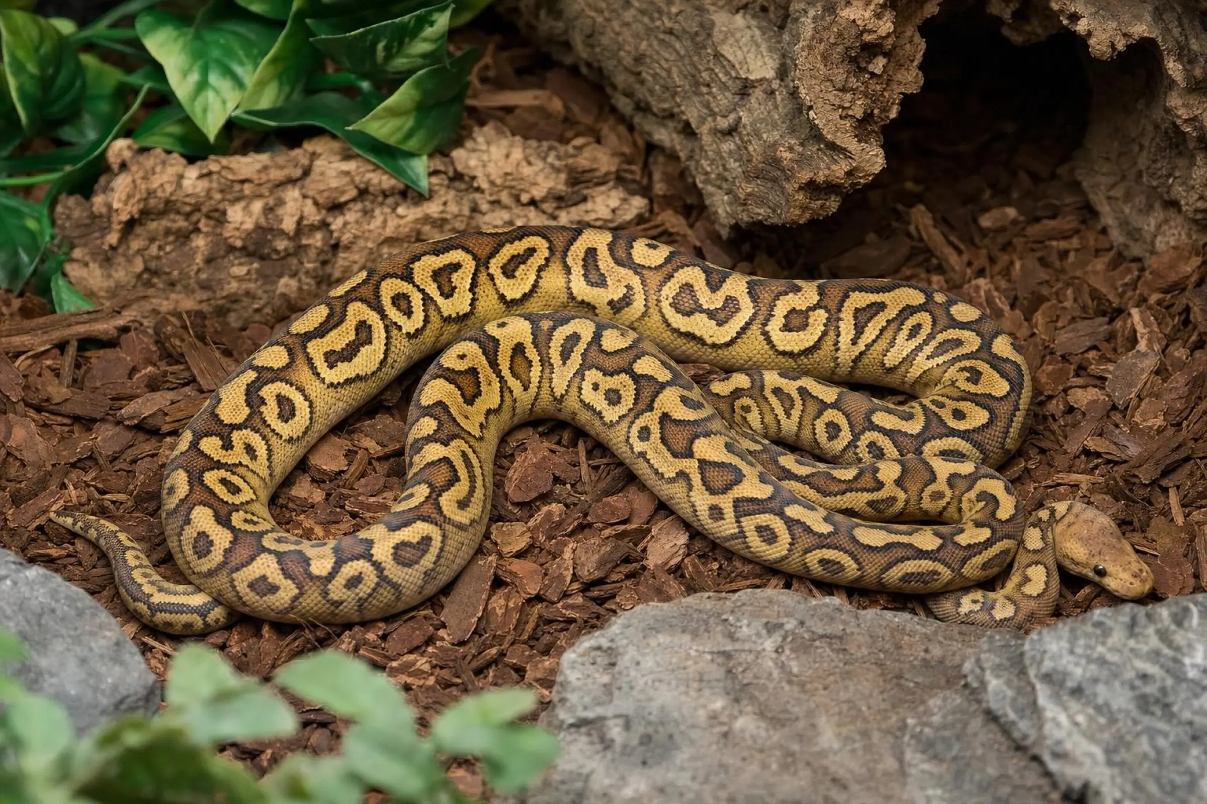 Python royal Sugar-Clown, Python regius