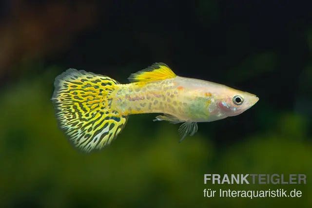 Guppy Cobra golden (jaune), Poecilia reticulata, par couple