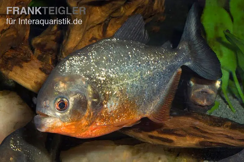 Piranha rouge, Serrasalmus nattereri