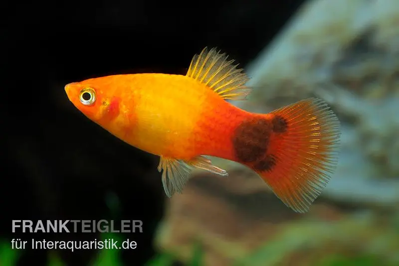 Platy Mickey Mouse Sunset, Xiphophorus maculatus