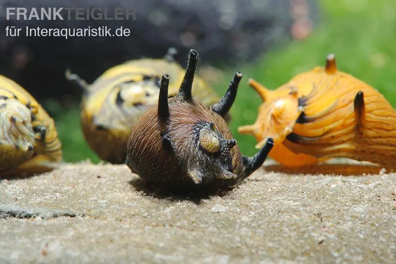 Escargot soleil, escargot couronne, Clithon subgranosus