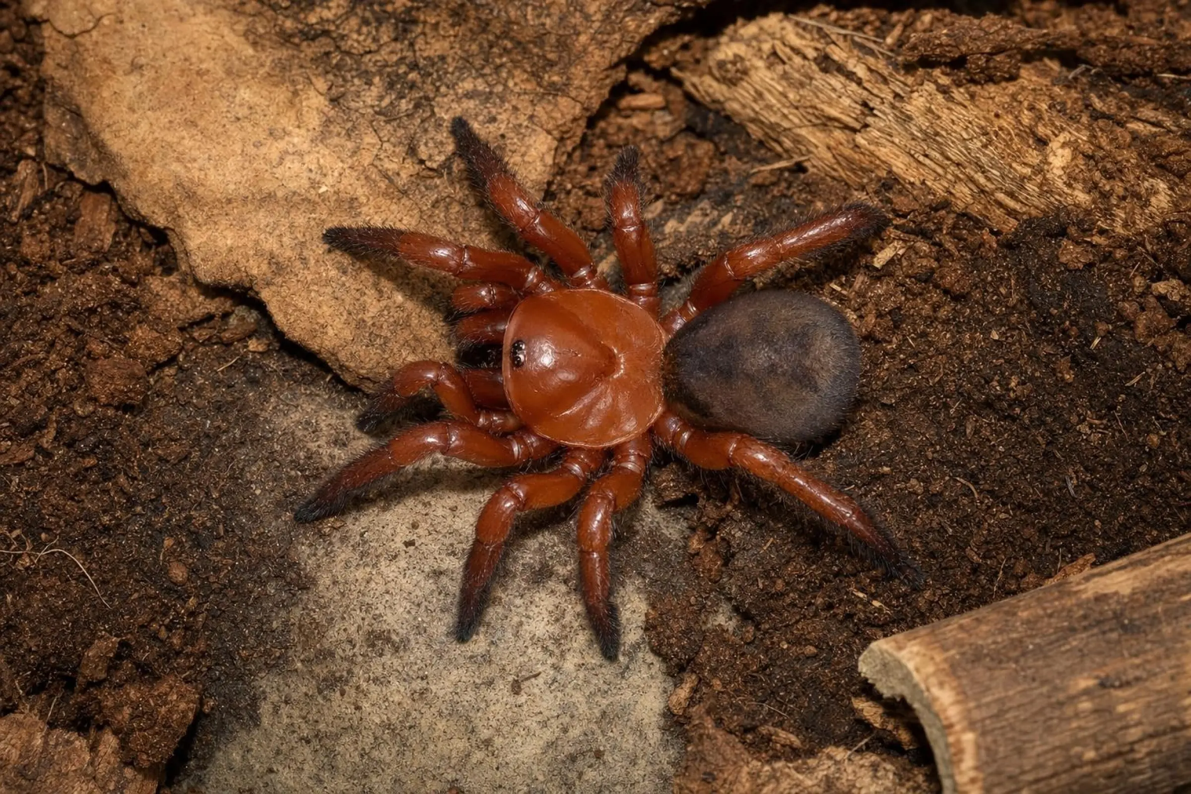 Mygale à trappe asiatique, Latouchia sp.