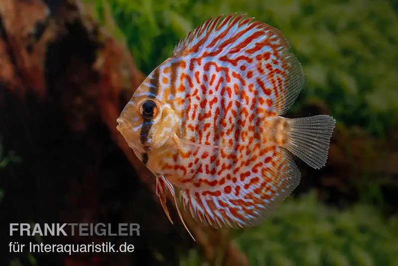 Discus élevage asiatique, Symphysodon discus Leopard