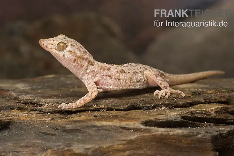 Gecko crocodile, Cyrtopodion scabrum