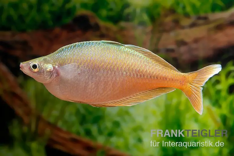 Poisson arc-en-ciel de Bleher, Chilatherina bleheri, 4-5 cm