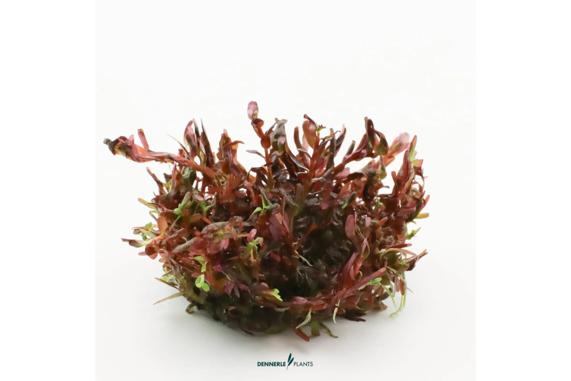 Rotala rouge sang, Rotala rotundifolia « Blood Red », In Vitro