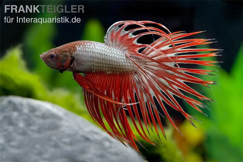 Combattant Crown Tail Red Dragon, mâle, Betta splendens