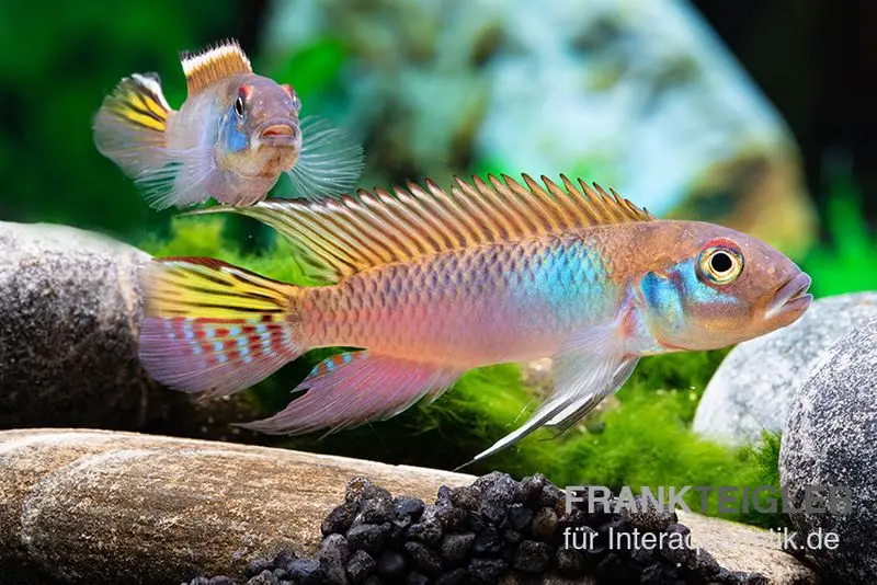 Cichlidé bleu du Congo, Nanochromis parilus