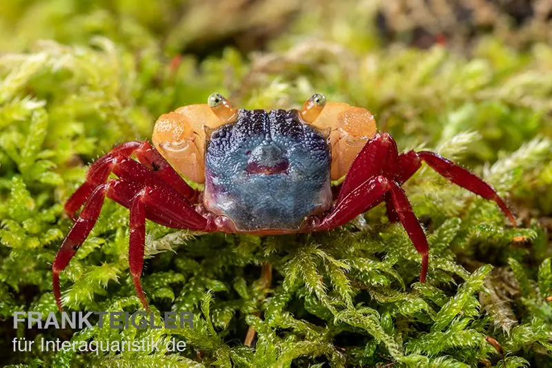 Crabe mandarine à pinces blanches, Geosesarma cf. notophorum