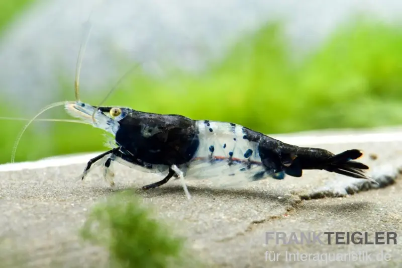 Crevette Carbon Rili, Neocaridina davidi