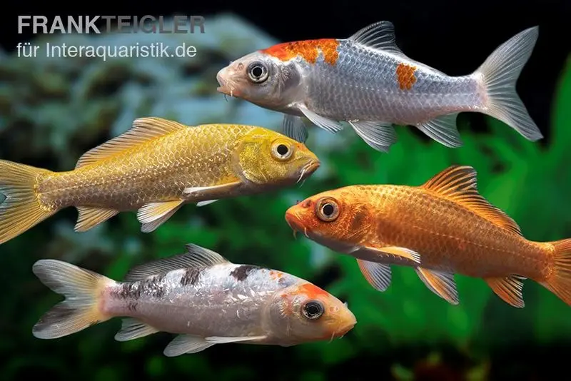 Koi mélange de couleurs, Cyprinus carpio, petit (7-10 cm)