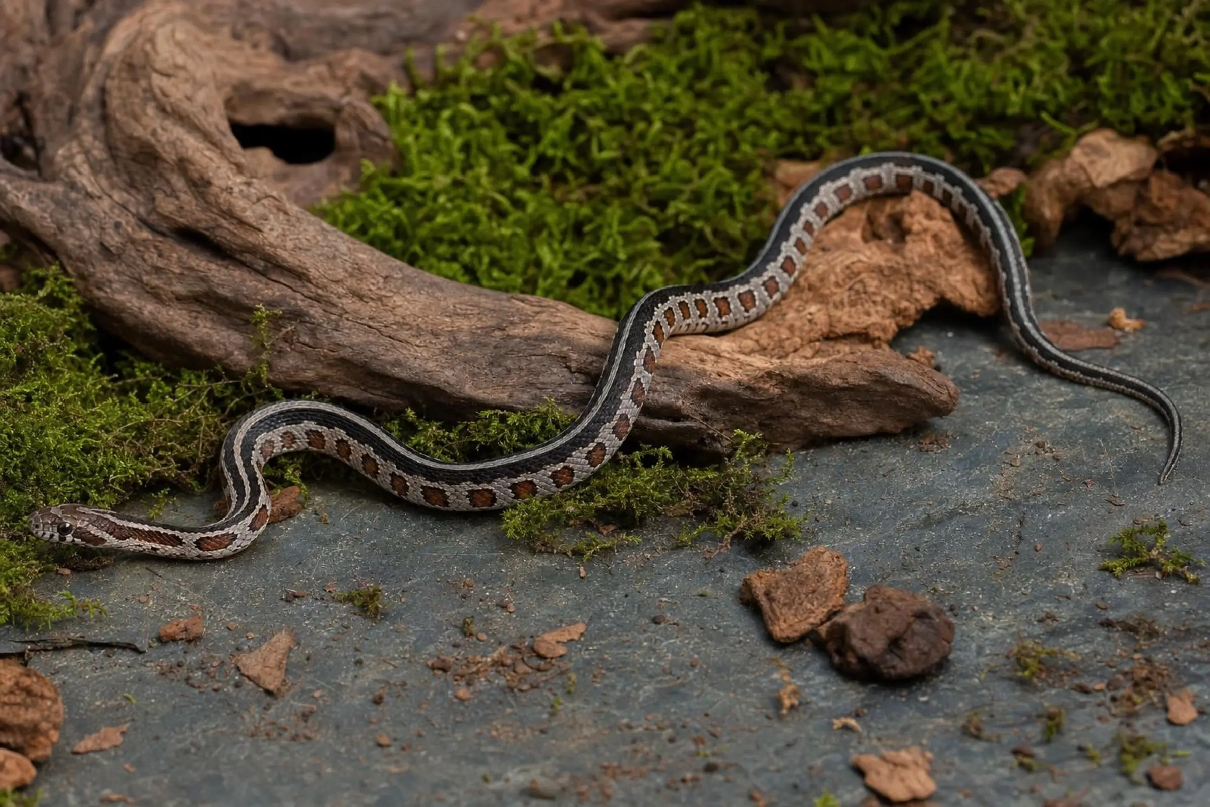 Couleuvre des blés à bandes noires, Pantherophis guttatus