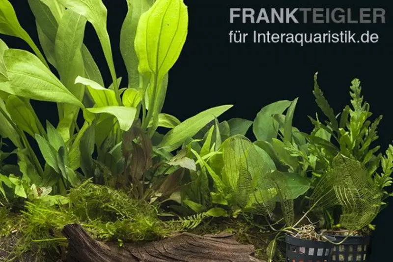 Assortiment de plantes d’aquarium « Cichlidé » aquarium de 100-120 cm, kit de plantes d’aquarium