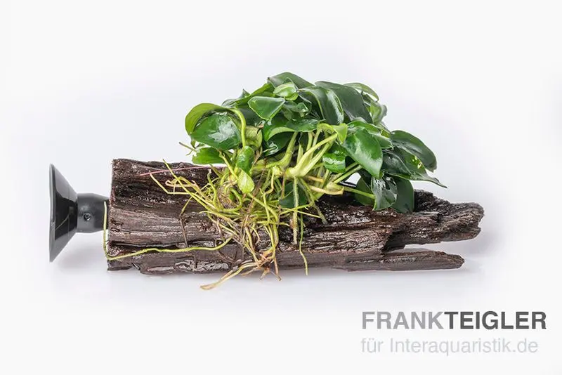 Anubias bonsaï, Anubias « Bonsai » sur nano-tronc avec ventouse