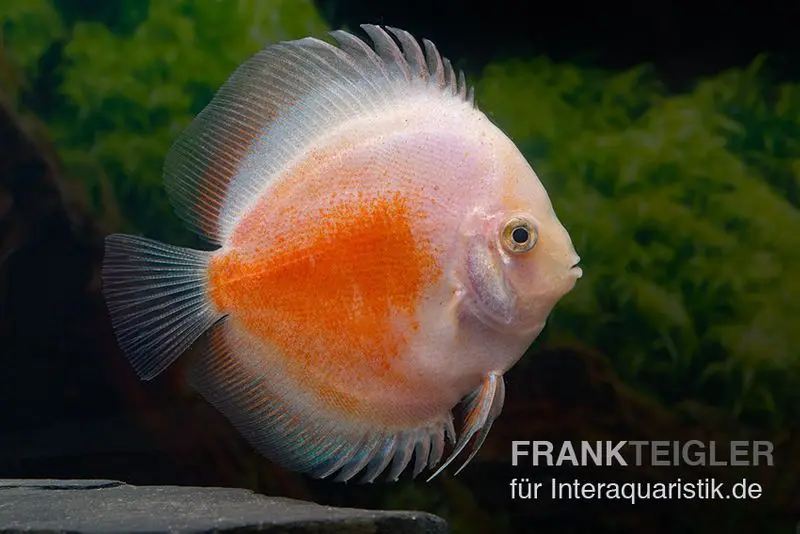Discus élevage asiatique, Symphysodon discus Red White