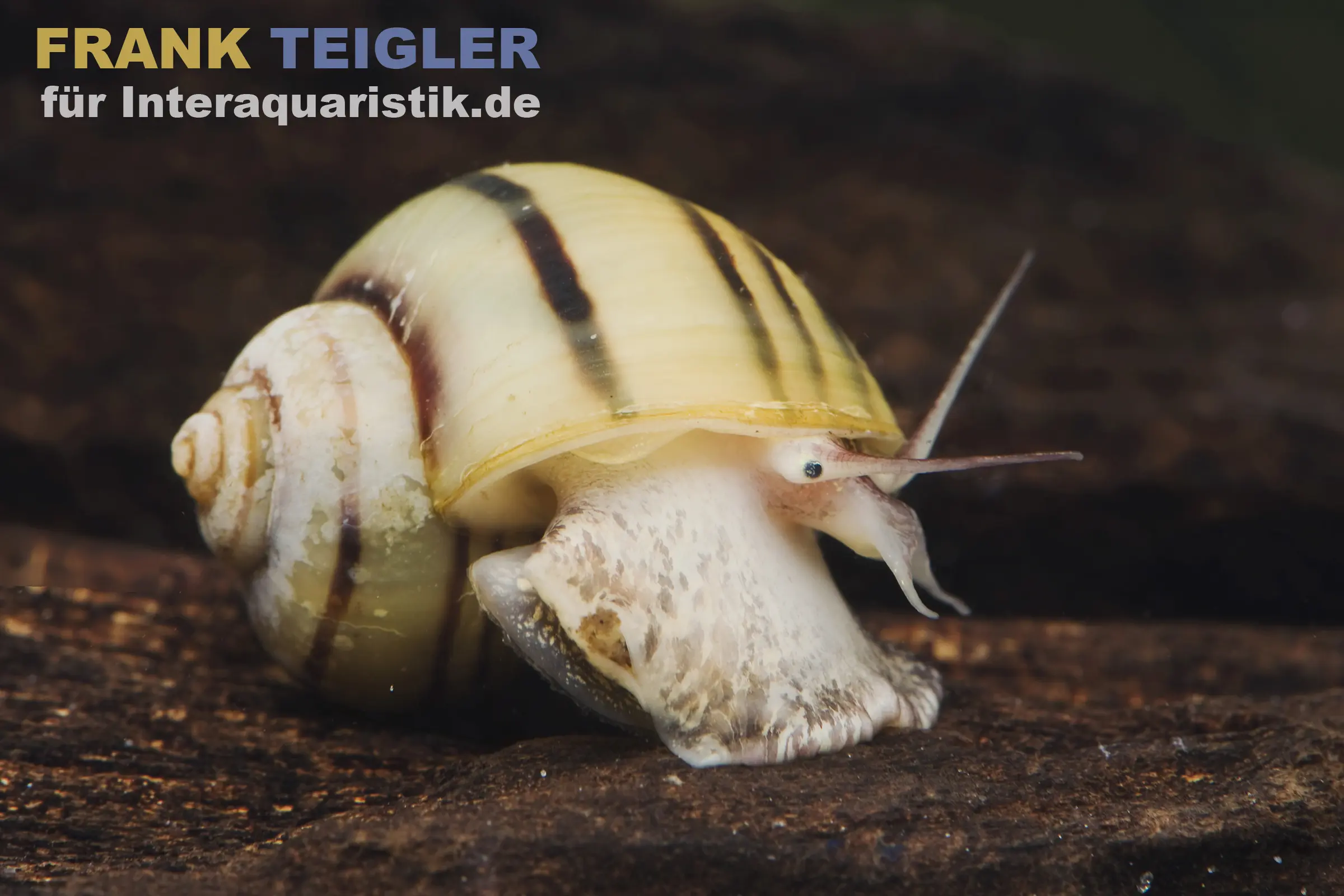 Escargot pomme zébré, Asolene spixi