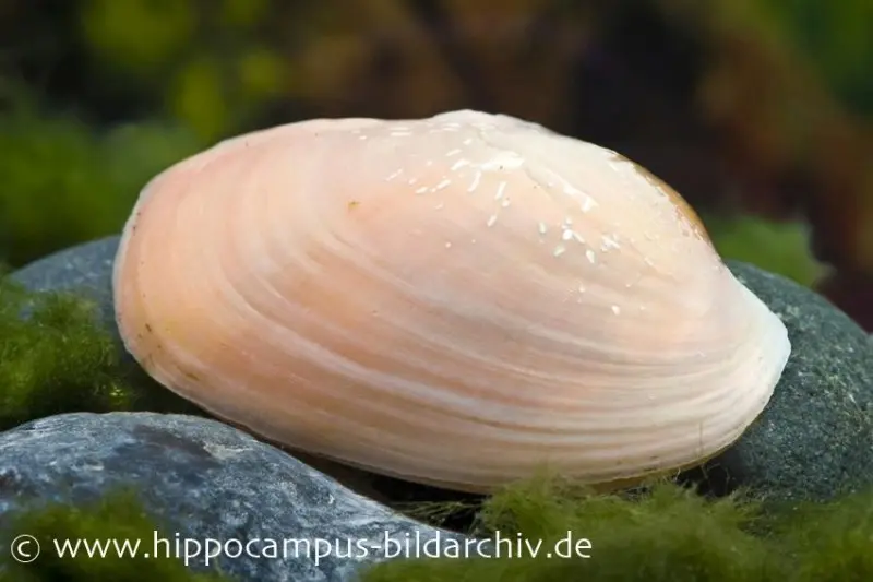 Moule arc-en-ciel, Uniandra sp.