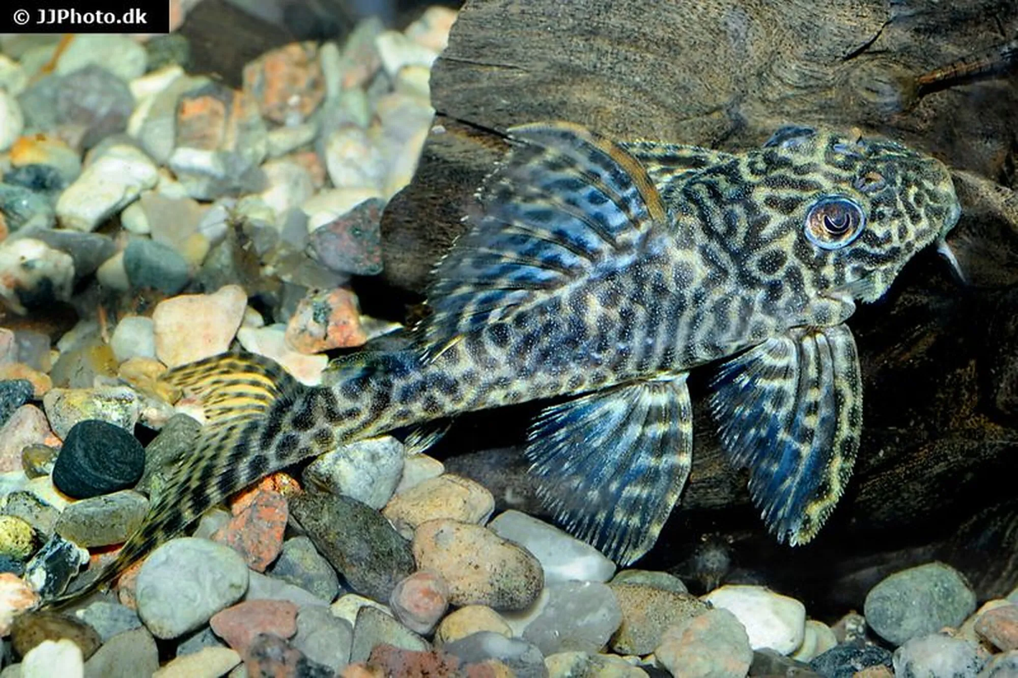 Pléco, Hypancistrus spec. L411 « Monte Duorado », 5-6 cm NC, 10-15 cm