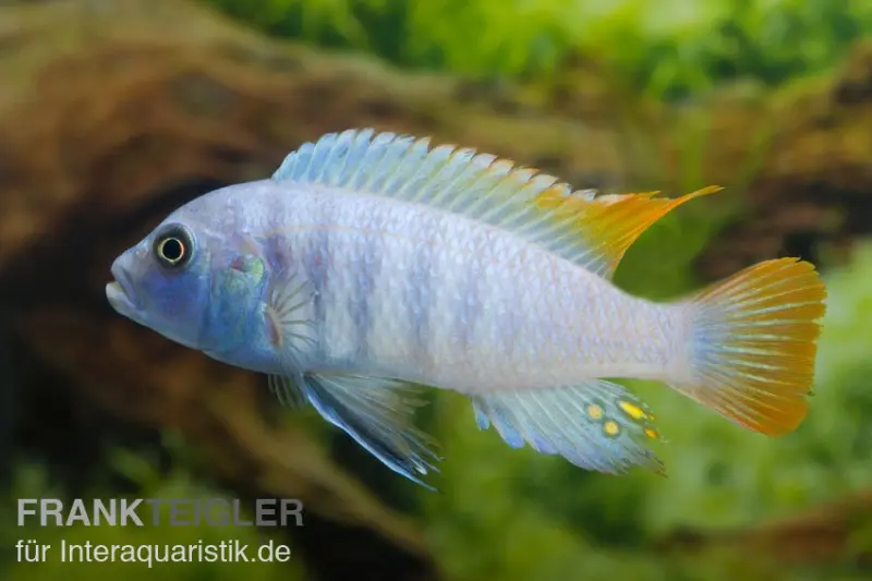 Zèbre bleu glace, Maylandia (Metriaclima) greshakei