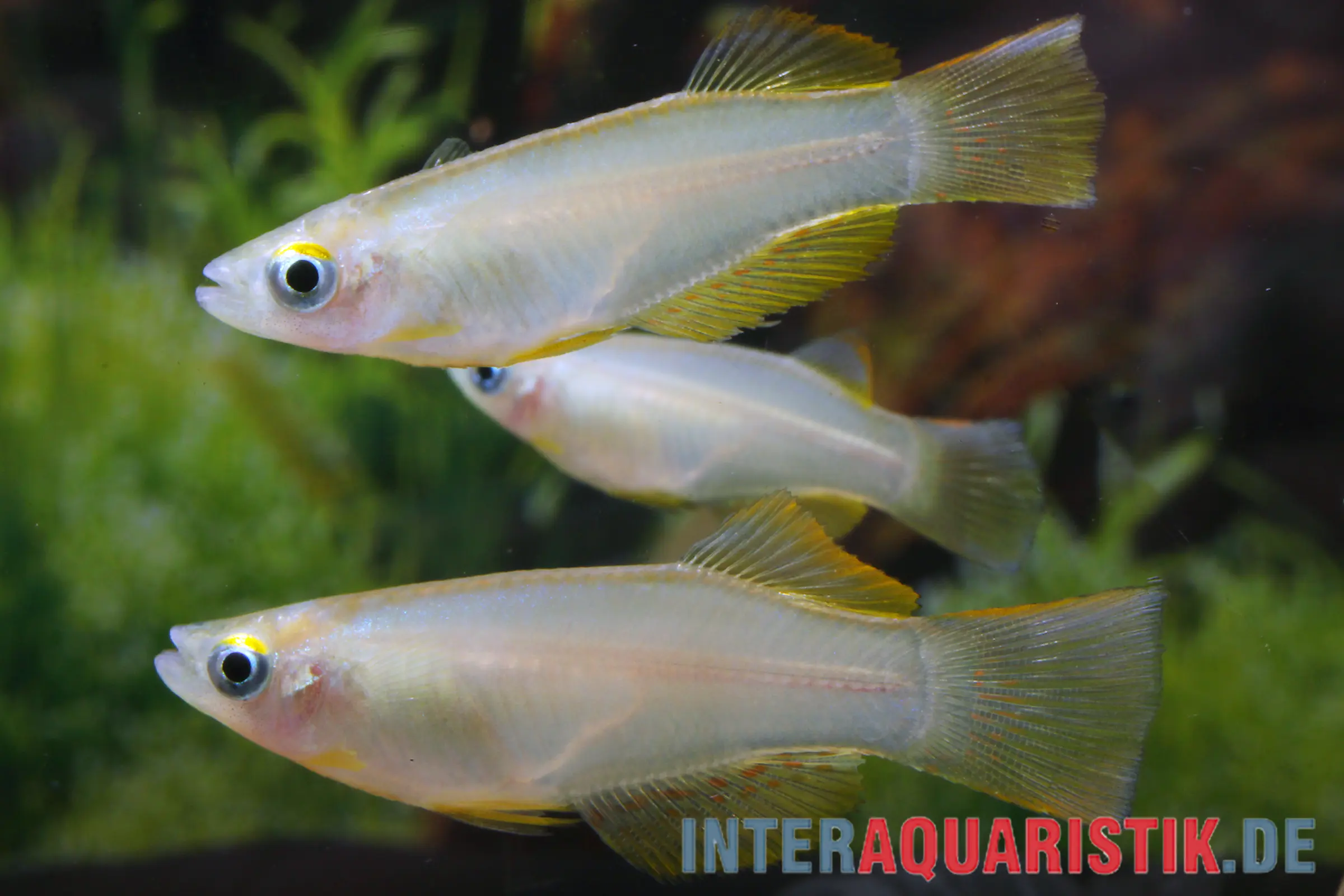 Poisson à yeux lumineux variable, Procatopus similis