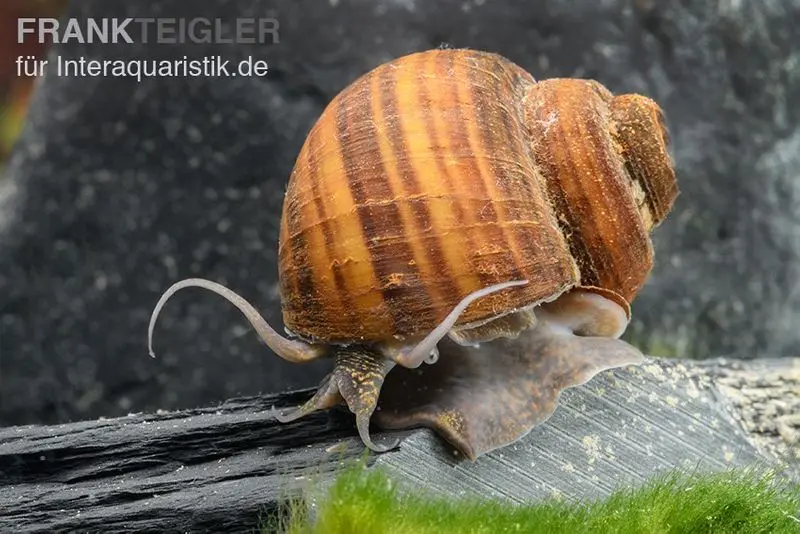 Escargot pomme cannelé, Lanistes lybicus