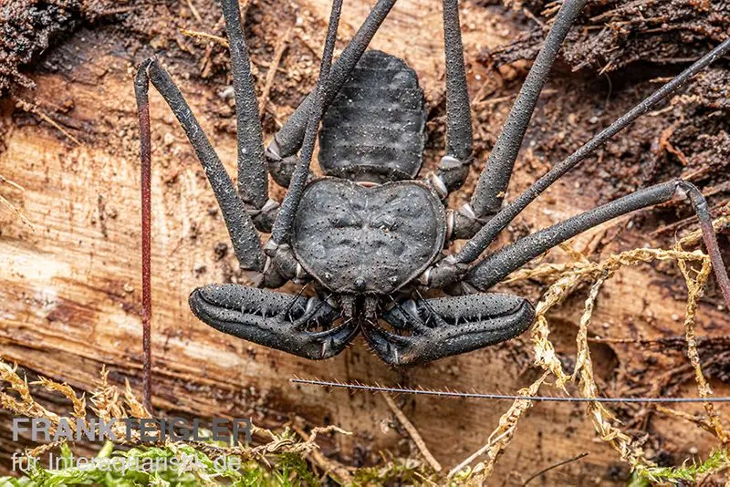 Amblypyge, Phrynichus sp. Indonésie