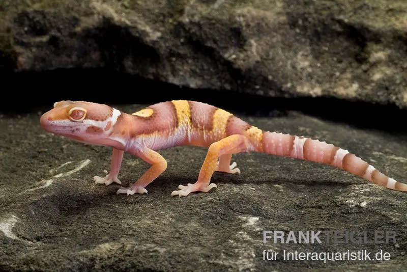 Gecko léopard, Eublepharis macularius, PASTEL TREMPER ALBINO