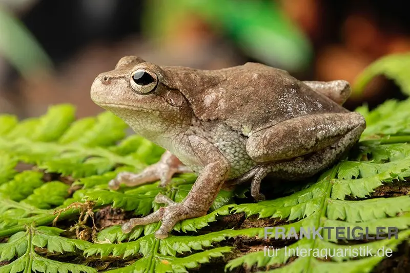 Rainette des forêts de pins, Hyla femoralis