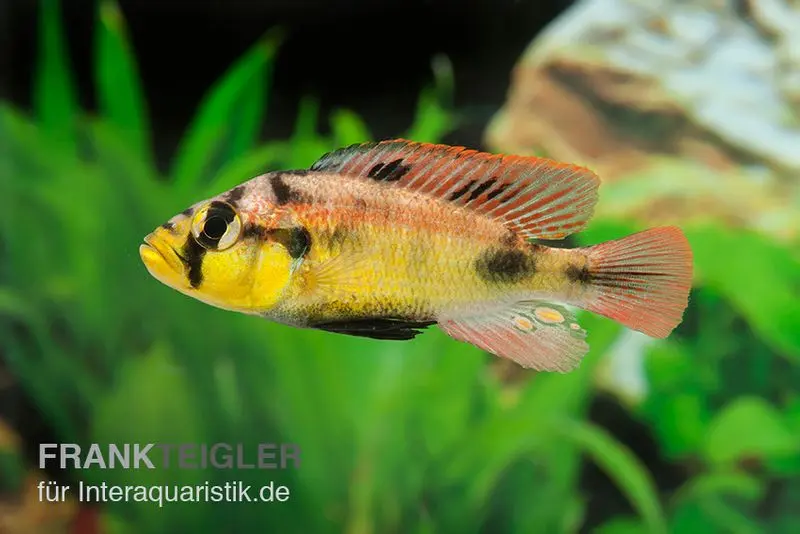 Incubateur buccal Papyrus, Astatotilapia aeneocolor Yellow Belly