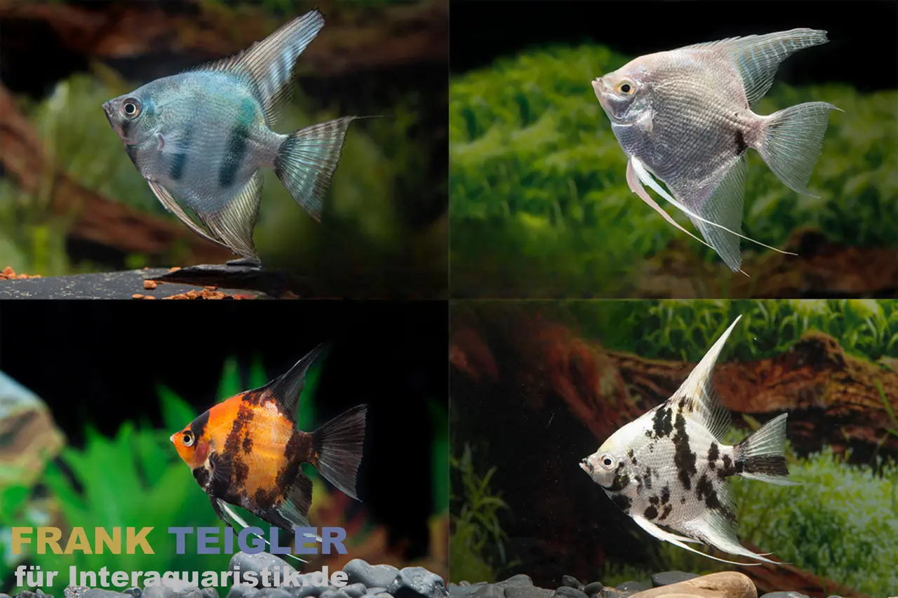 Mix de scalaires, Pterophyllum scalare, taille XL, 7-9 cm