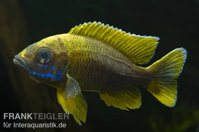 Aulonocara jacobfreibergi « Mamelela », élevage allemand 6-9 cm