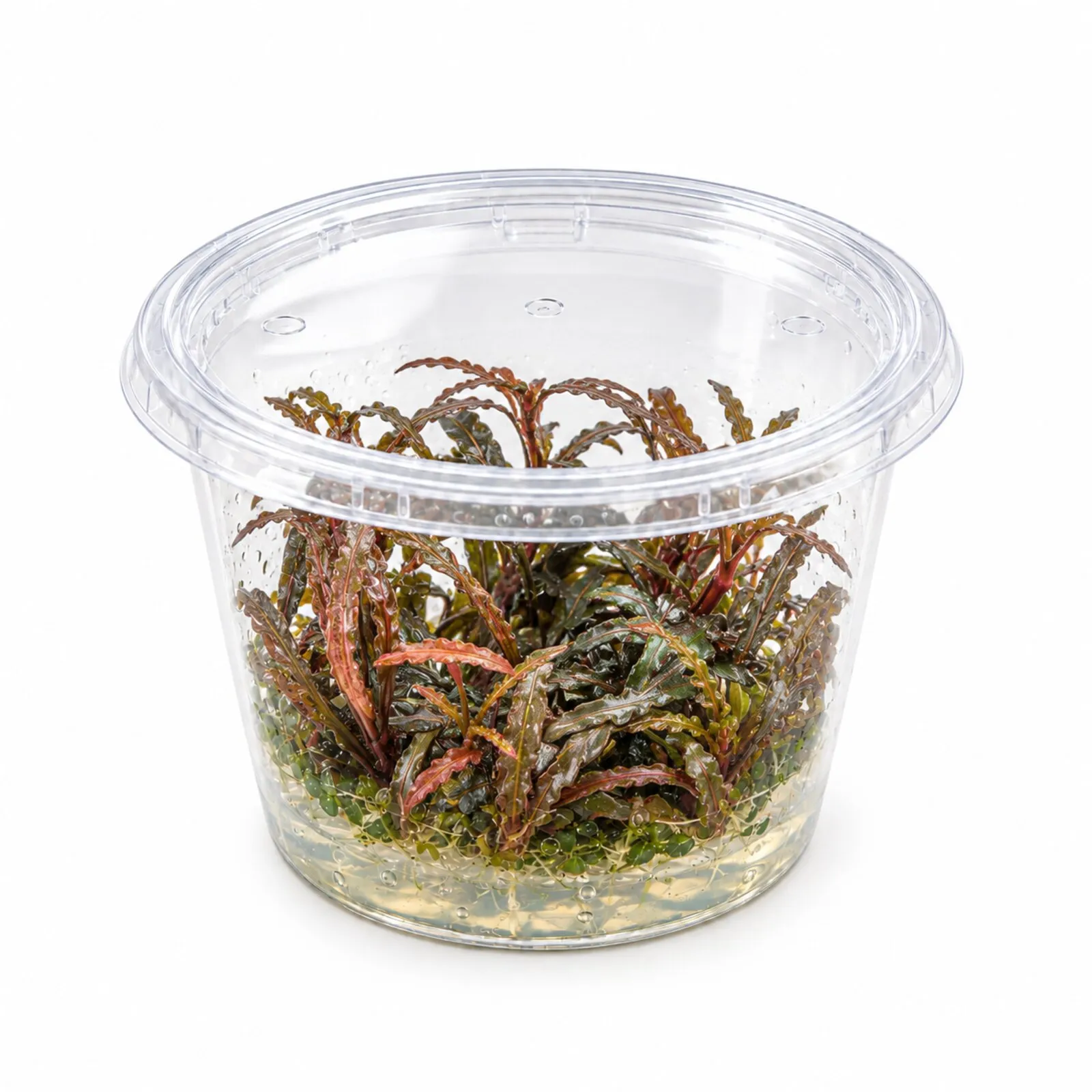 Hygrophile penné, Hygrophila pinnatifida, In Vitro