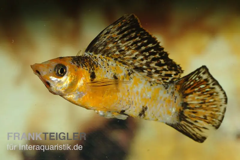 Molly voile calico, Poecilia velifera