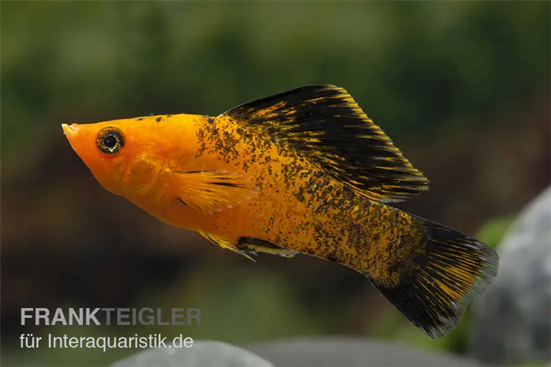 Molly léopard rouge, Poecilia velifera