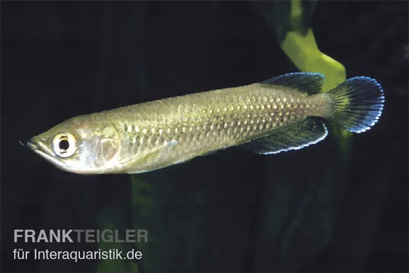 Arowana australien, Scleropages jardini, 17-20 cm