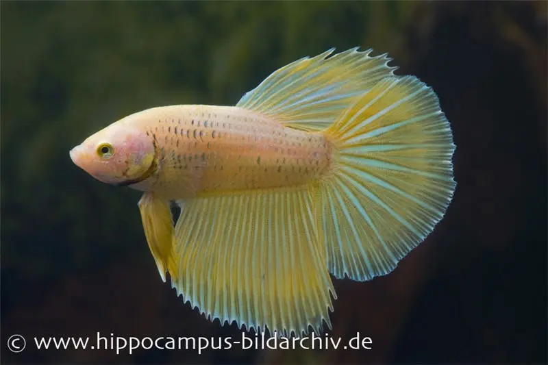 Combattant Halfmoon abricot, mâle, Betta splendens