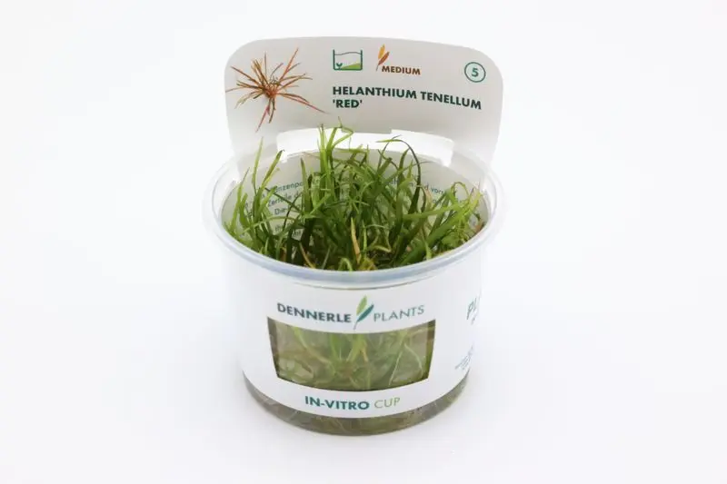 Plante épée naine à port herbacé, Helanthium tenellum "Red", in vitro